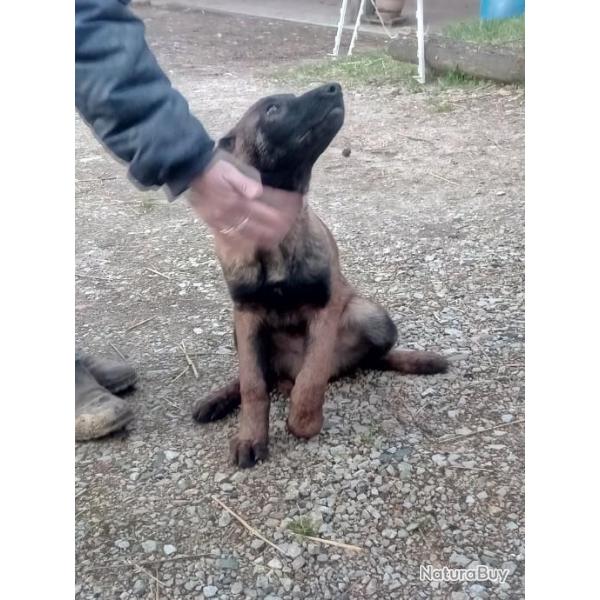 Chiots malinois lof excellentes origines...2 males et une femelle.
