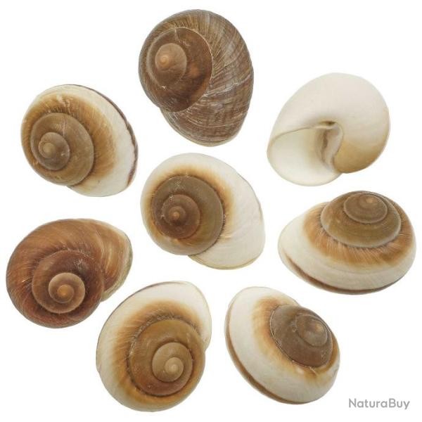 Coquillage ryssota otaheitana - 7 � 8 cm - Lot de 2