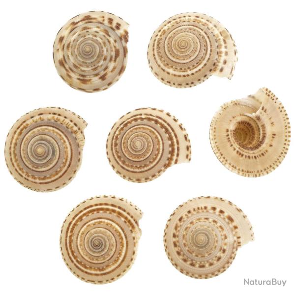 Coquillage architectonica perspectiva - 3 � 4.5 cm - Lot de 2