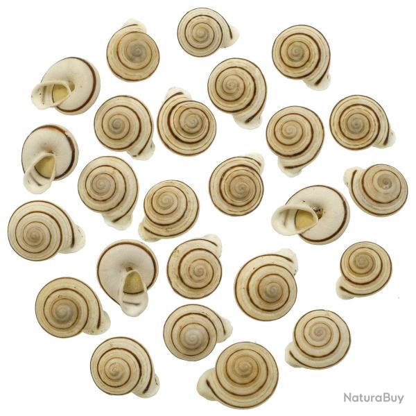 Coquillages obba bigonia - 2 � 3 cm - Lot de 5