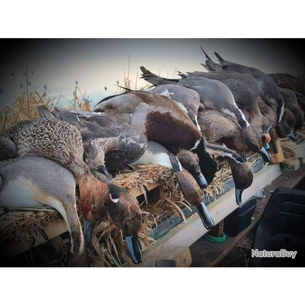 Sjour de Chasse au Gibier d'eau Delta du Danube en Roumanie 2025-2026