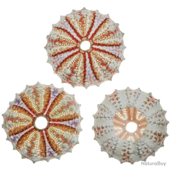 Test d'oursin coelopleurus interruptus - 3.5 � 4 cm - A l'unit�
