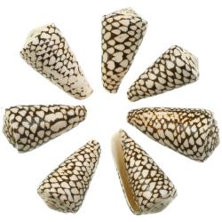 Coquillage conus marmoreus - 8 &agrave; 10 cm - Lot de 2