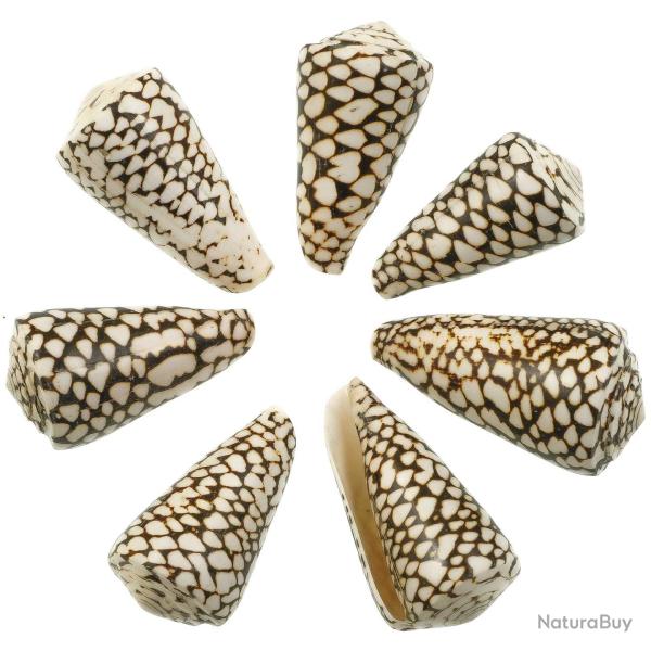 Coquillage conus marmoreus - 8 � 10 cm - Lot de 2
