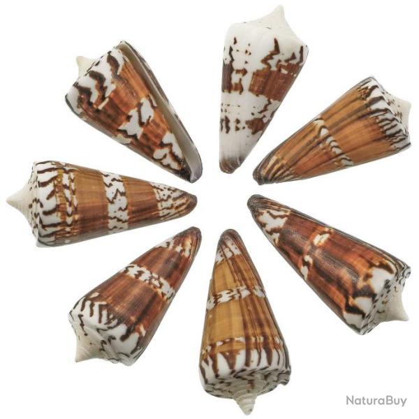 Coquillage conus generalis - 5 � 7 cm - Lot de 3