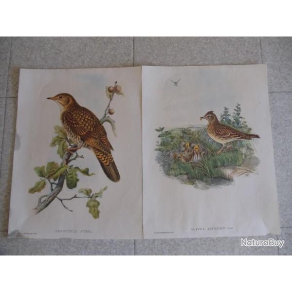 Gravures ( oiseaux )
