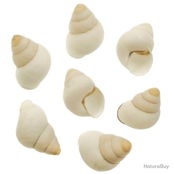 Coquillages escargots longs blancs - 4 � 6 cm - lot de 5