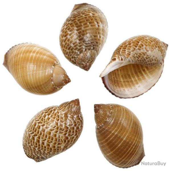 Coquillages tonna perdrix - 9 � 11 cm - Lot de 2