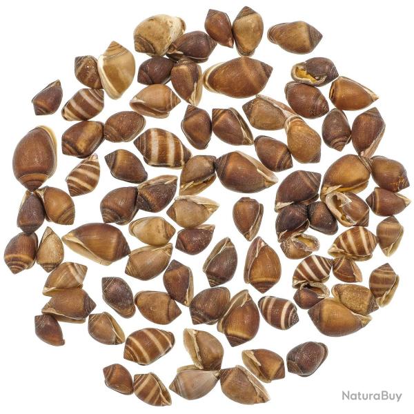 Coquillages melampus coffeus - 1 � 2 cm - 100 grammes