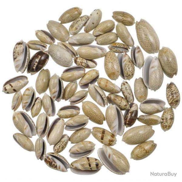 Coquillages oliva africana - 2.5 � 3.5 cm - 100 grammes