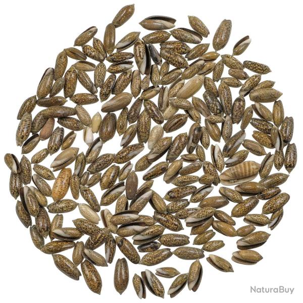 Coquillages oliva filipana - 1.5 � 3 cm - 100 grammes