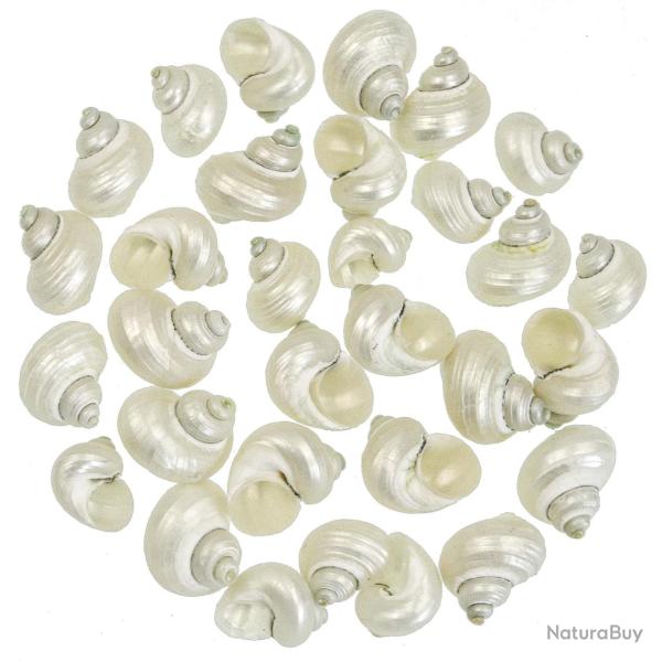 Coquillages turbo brunneus nacr�s - 2.5 � 3.5 cm - Lot de 5