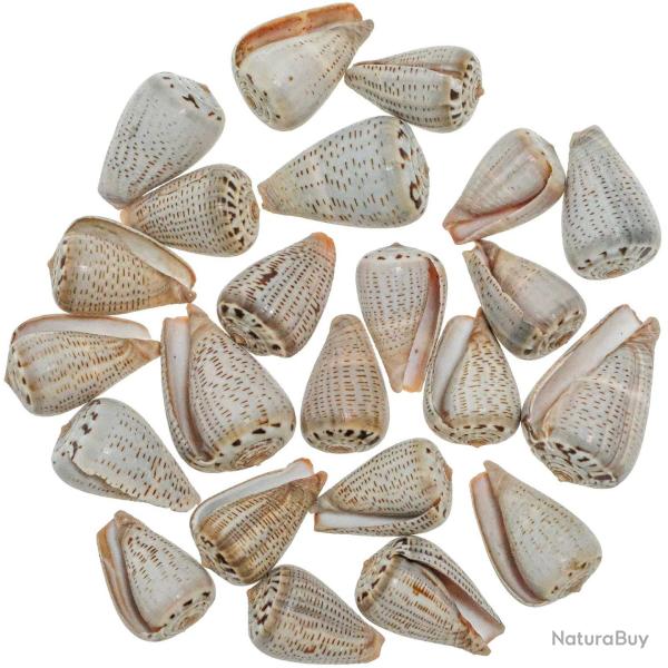 Coquillages conus glaucus - 2.5 � 3.5 cm - Lot de 5