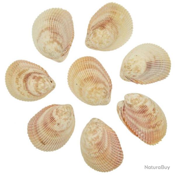 Coquillages trachycardium muricatum entiers - 8 � 10 cm - Lot de 5