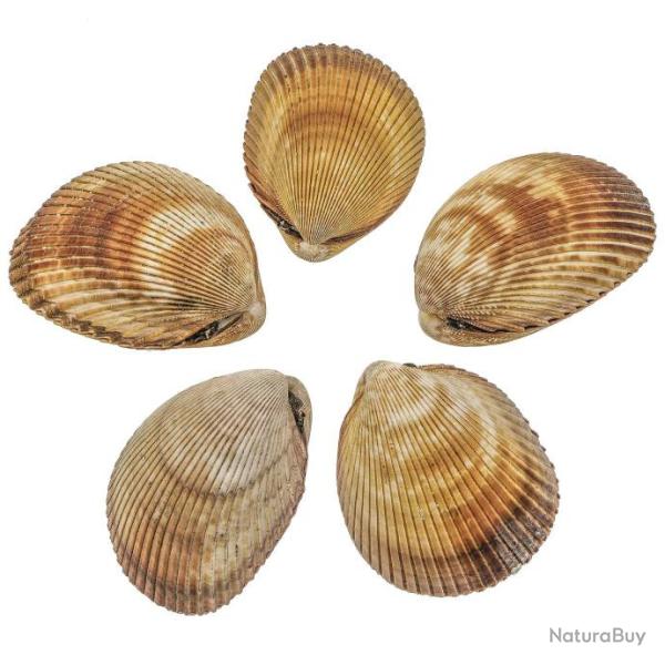 Coquillages trachycardium elongatum entiers - 7 � 9 cm - Lot de 5