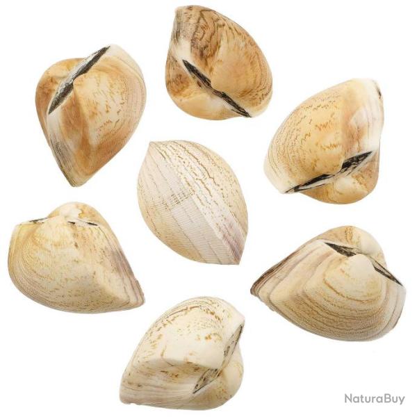 Coquillages cardium entiers - 7 � 9 cm - Lot de 2
