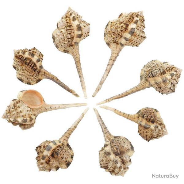 Coquillages murex haustellum - 10 � 14 cm - Lot de 2