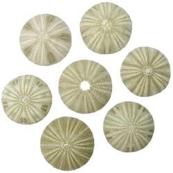 Test d'oursin salmacis sphaeroides - 4 &agrave; 6 cm - Lot de 4