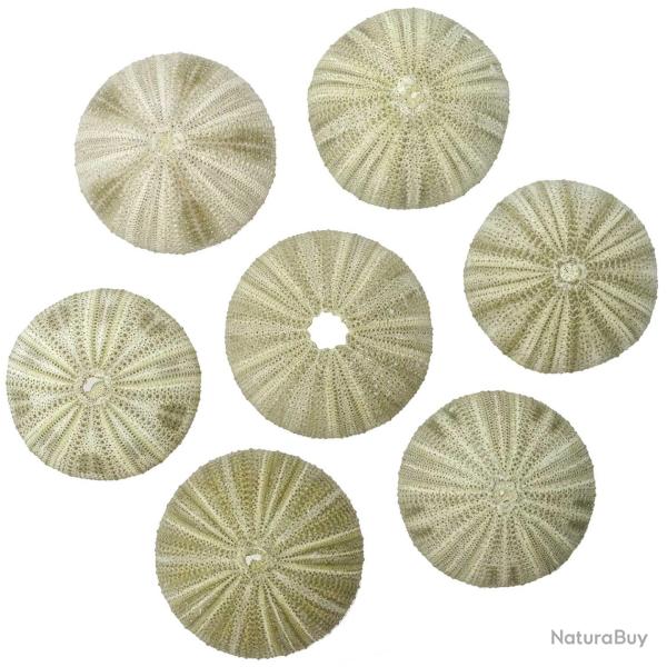 Test d'oursin salmacis sphaeroides - 4 � 6 cm - Lot de 4