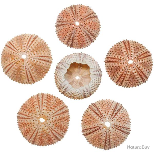 Tests d'oursins de m�diterran�e arbacia lixula - 3 � 4 cm - A l'unit�