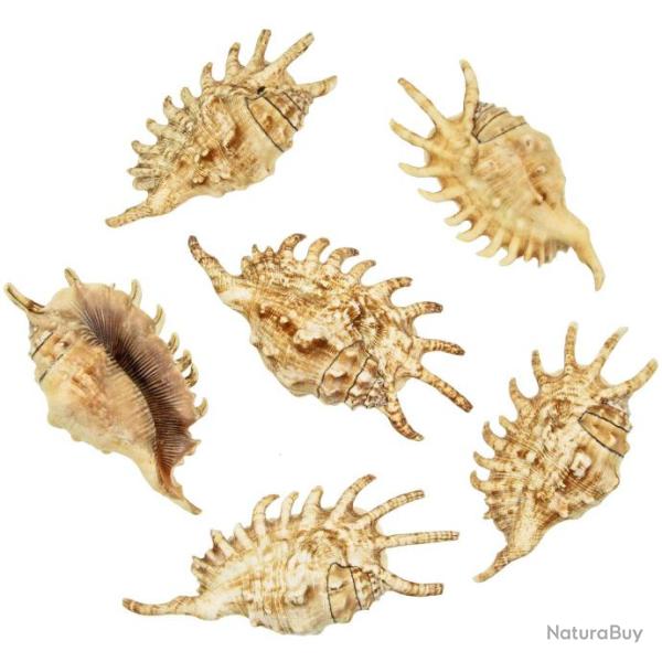 Coquillages lambis millipeda - 12 � 14 cm - Lot de 2