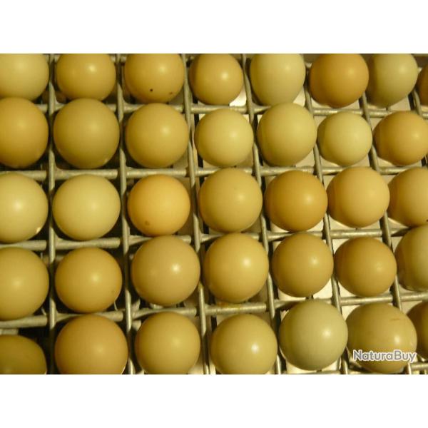 Oeufs de perdrix grise