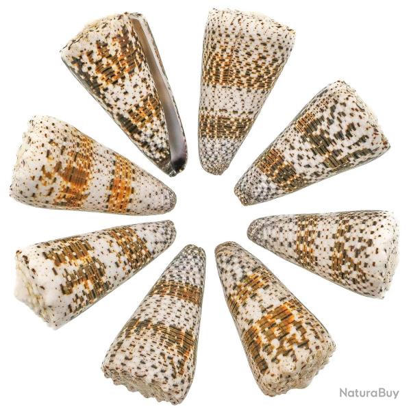 Coquillage conus imperialis - 5 � 8 cm - Lot de 2