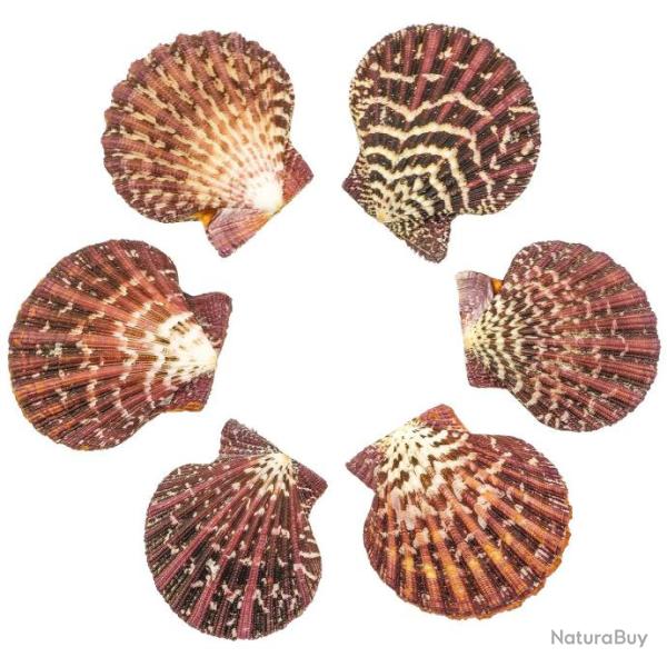 Coquillage pecten pallium poli entier - 4 � 5 cm - Lot de 2