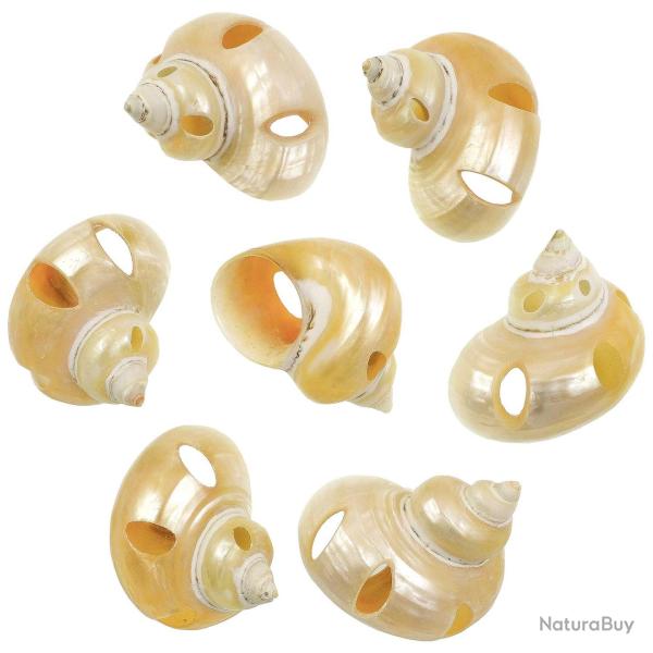 Coquillages turbo goldmouth nacr�s et taill�s - 5 � 6 cm - Lot de 2