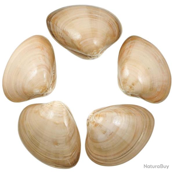 Coquillages clam beiges polis entiers - 8 � 10 cm - Lot de 2