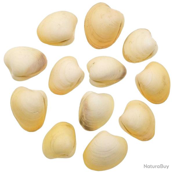 Coquillages bivalves jaunes entiers - 3.5 � 4.5 cm - Lot de 3