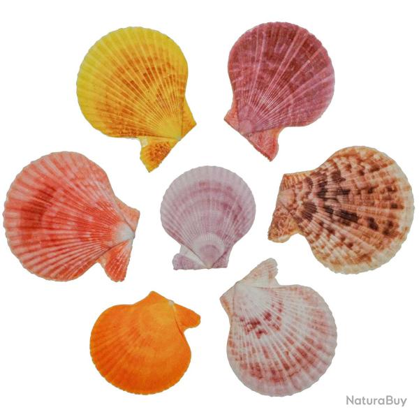 Coquillages pecten nobilis couleurs entiers - 4 � 7 cm - Lot de 7