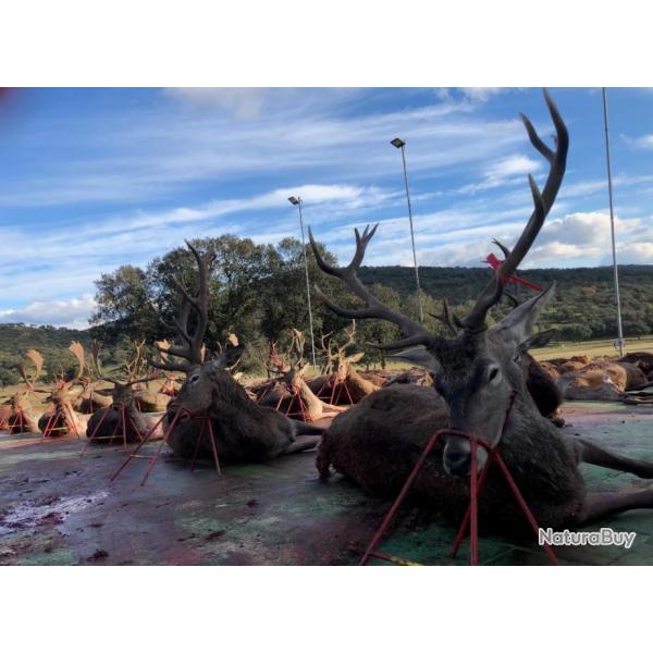 Chasse en Espagne: Mont�ria