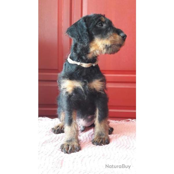 chiots jagd-terrier lof