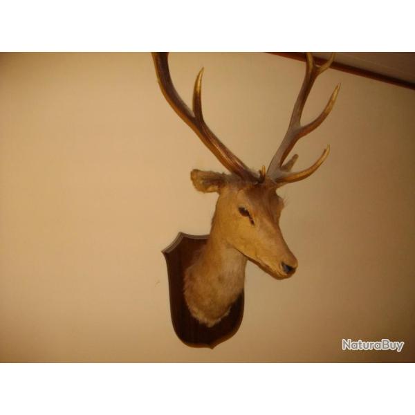 trophee de cerf