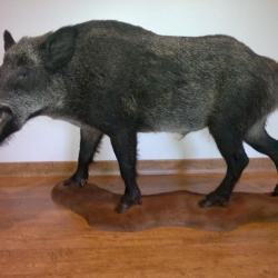 SANGLIER ENTIER 120 KG