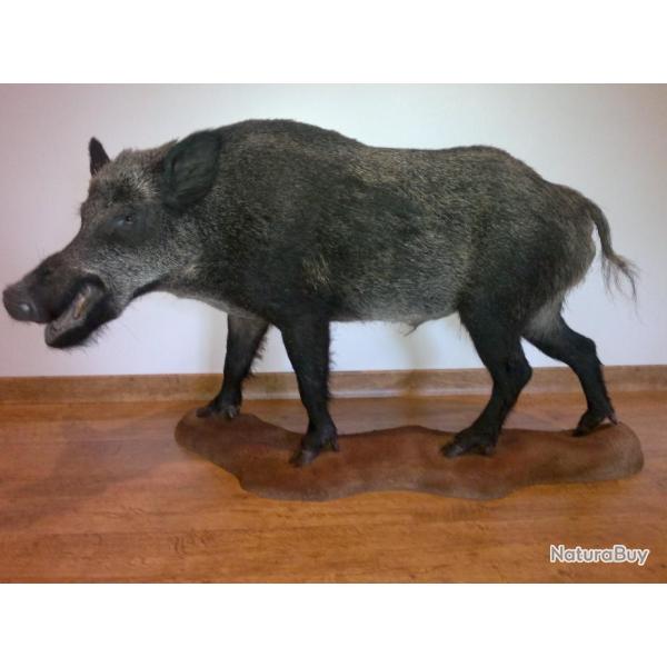 SANGLIER ENTIER 120 KG