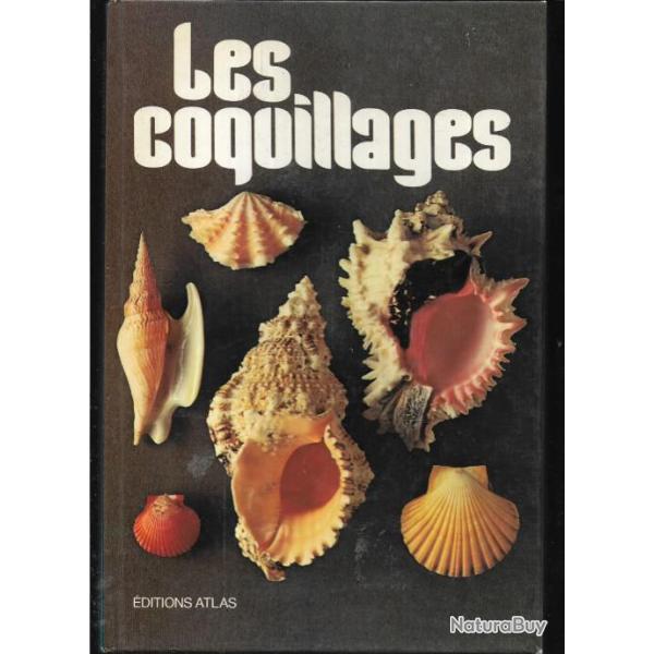les coquillages de sergio angeletti