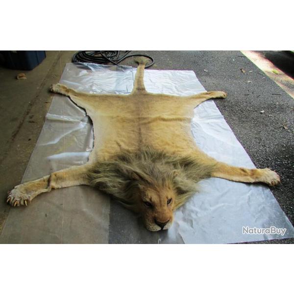 A r�server   troph�e factice r�plique d'une peau  grand carnivore taille r�elle