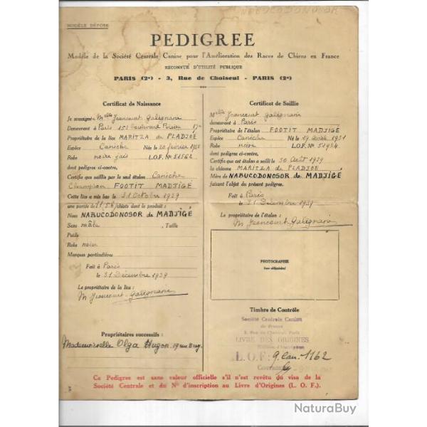 tr�s rare diplome p�digr� d'avant guerre d'un caniche nabucodonosor de madjig� 1939