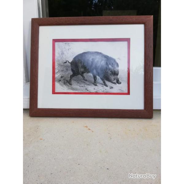 2 gravures ancienne  XVIII eme sanglier par V ADAMS ( redition XX eme )