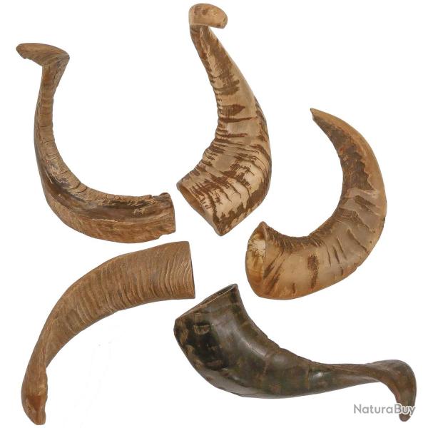 Corne de mouton polie