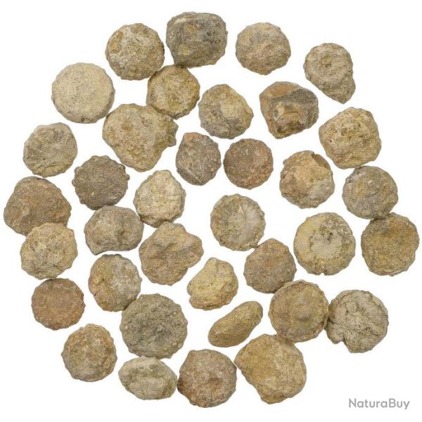 Lot de petits oursins fossilis�es - 1.5 � 2 cm - 100 grammes