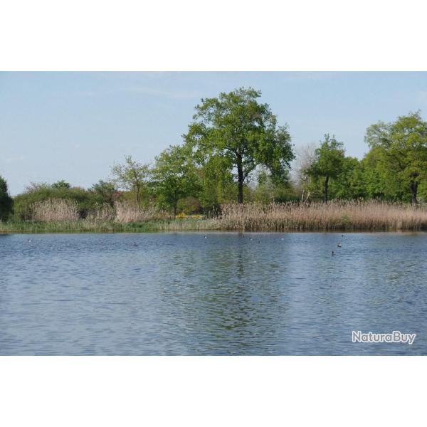 CHASSE AUX GIBIER D EAU ET DE TERRE DANS LA PLAINE DU FOREZ