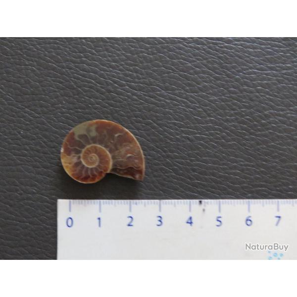 Jolie demi Ammonite polie de Madagascar fossile min�raux Diam�tre 2 cm