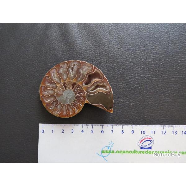 Jolie demi Ammonite polie de Madagascar fossile min�raux Diam�tre 7 cm