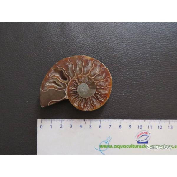 Jolie demi Ammonite polie de Madagascar fossile min�raux Diam�tre 7 cm N� 2