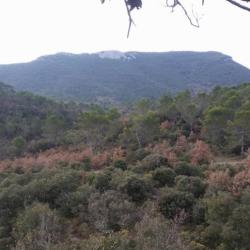 GROS ET PETITS GIBIERS  DANS LE VAR