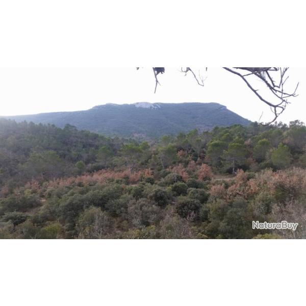 GROS ET PETITS GIBIERS  DANS LE VAR