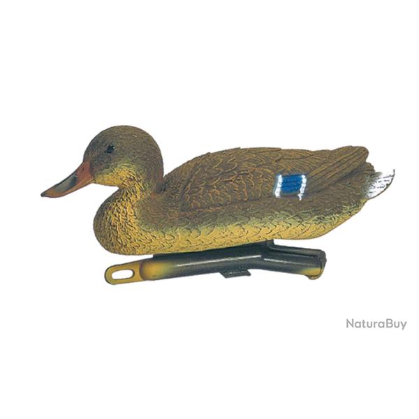 ( Appelant colvert femelle)Appelant colvert femelle